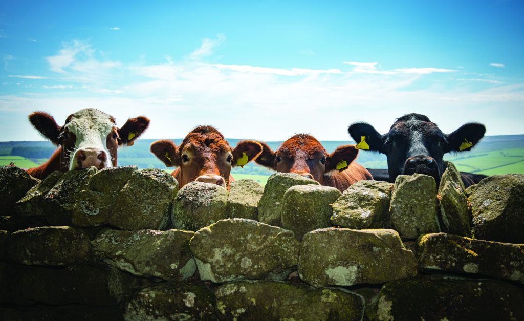 Yorkshire Agricultural Society - Pavilions of Harrogate Charity